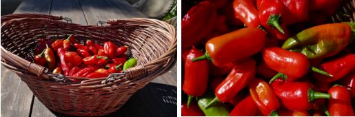 roeg-chili